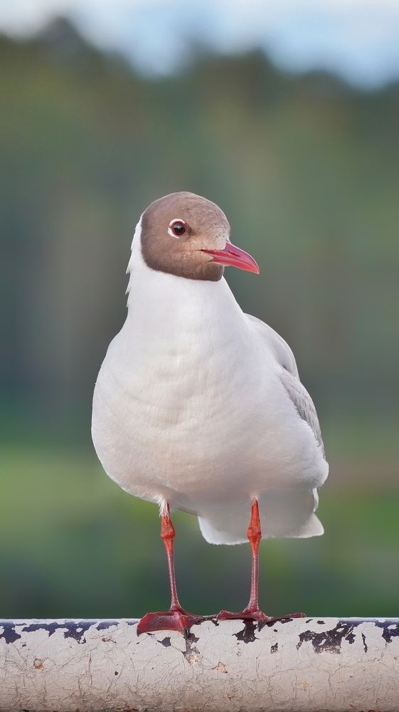 Photograph by Высотских Владимир