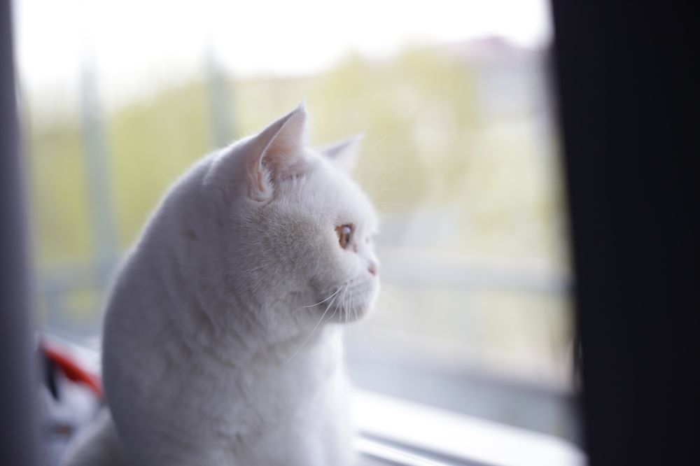 Photograph by Василий Леший