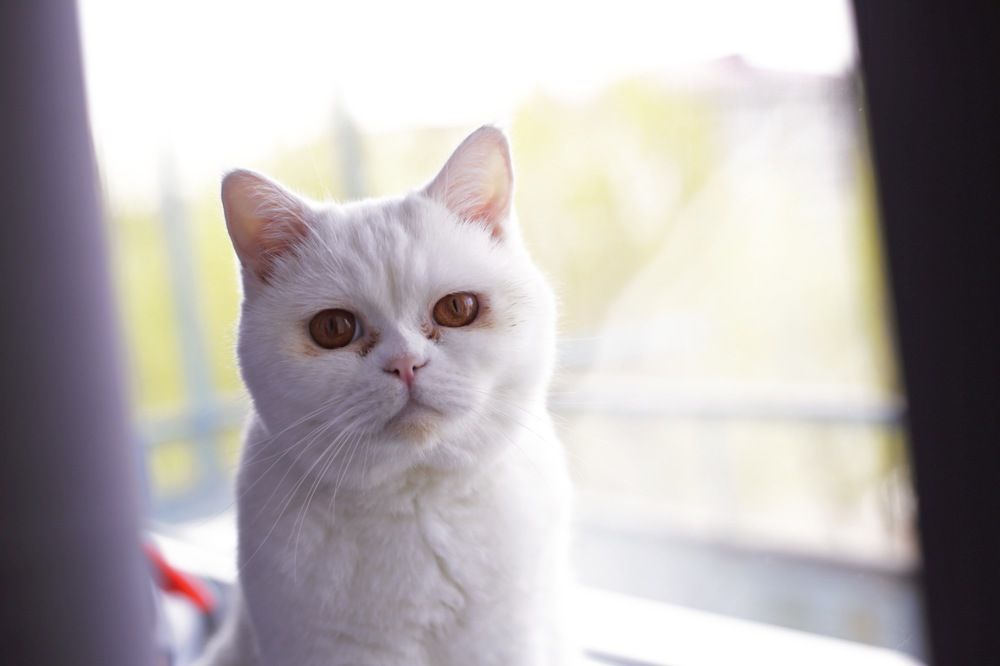 Photograph by Василий Леший