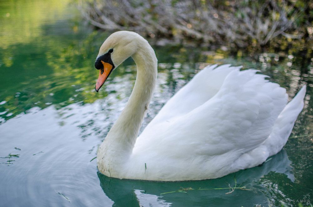 Photograph by Александр Леонов