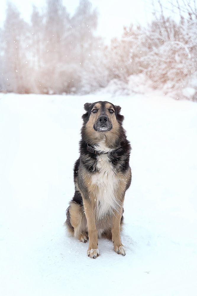 Верный друг