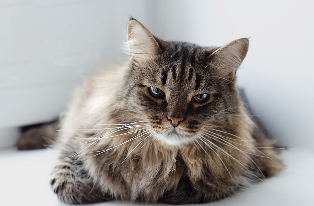 Хозяйский взгляд