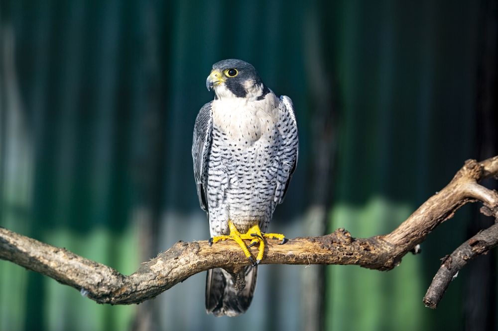 Photograph by Андрей Михайлов