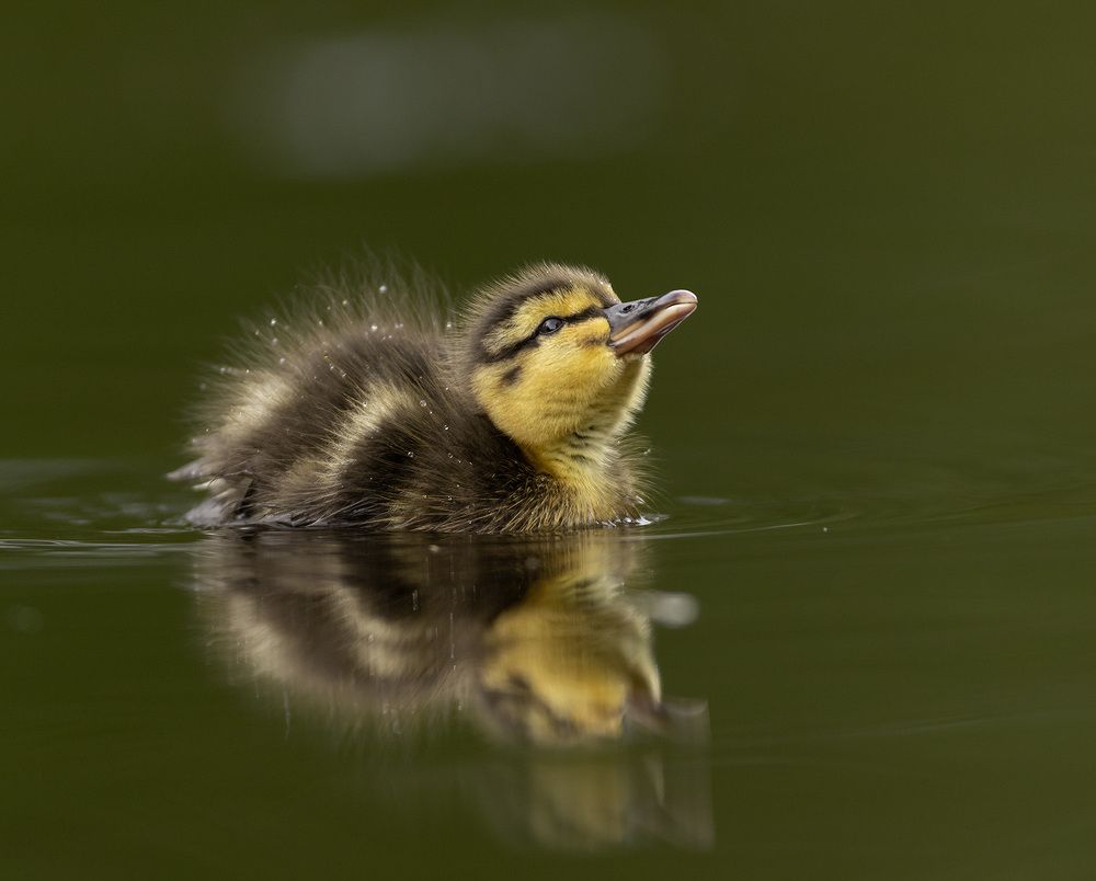 Photograph by Bogdan Pasca