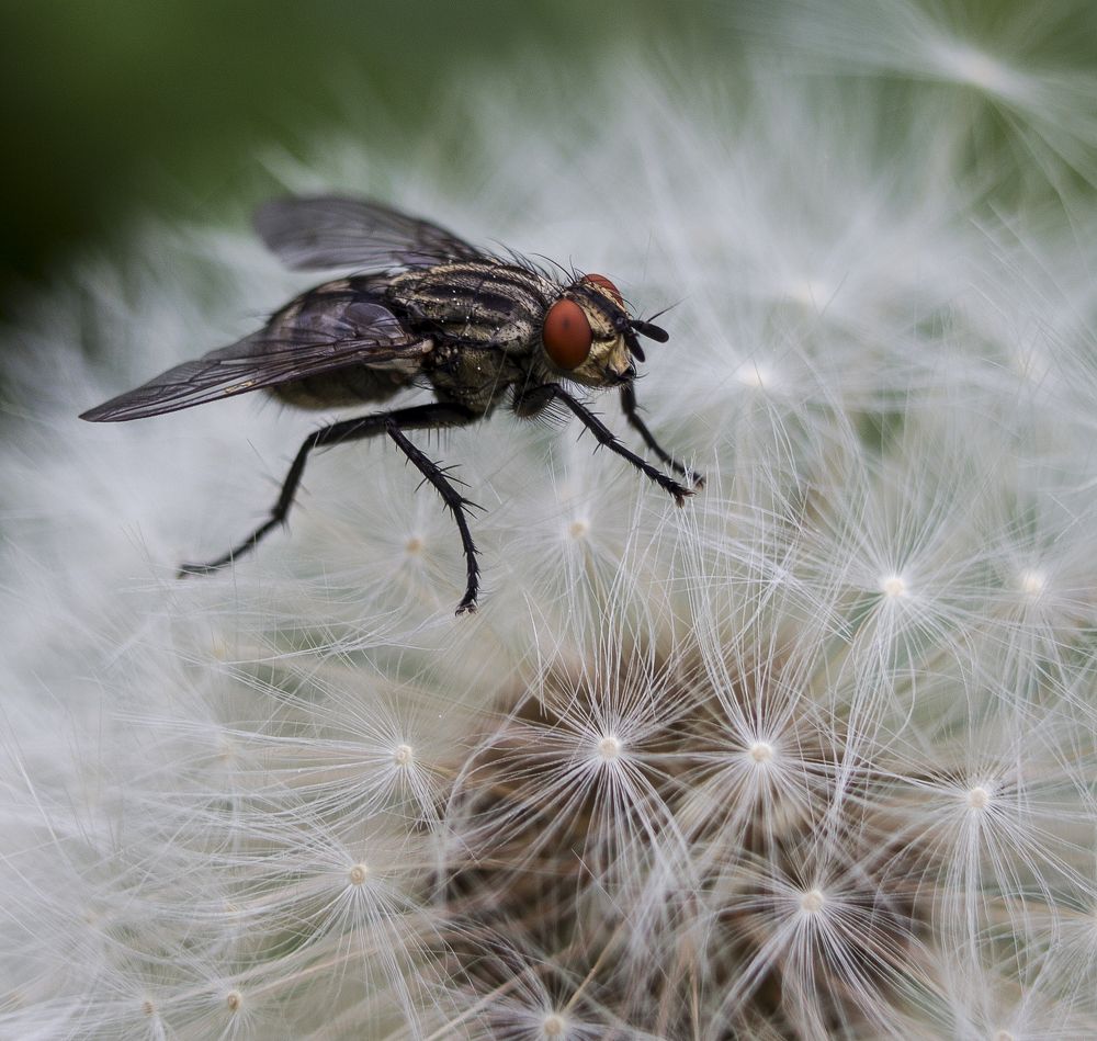 Муха на одуванчике.
