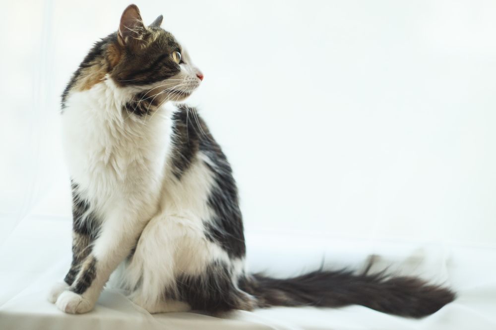 Photograph by Елена Квасова