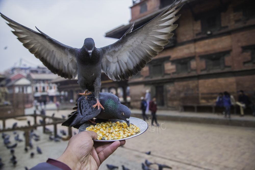 Photograph by Subarna Tandukar