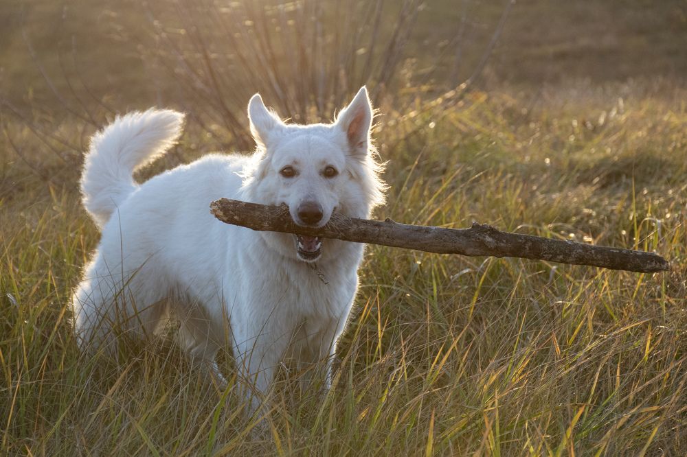 Photograph by Anton Leonchikov