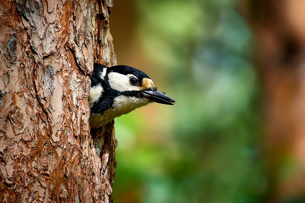 Photograph by Сергей Лисов