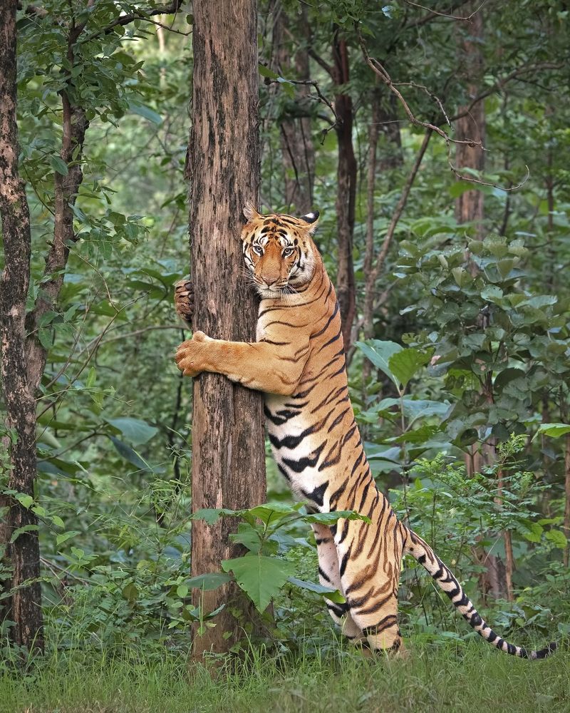 Photograph by Sandip Patil