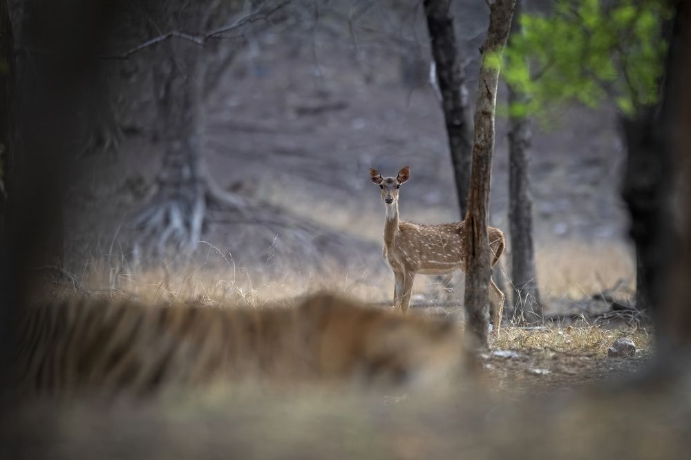 Photograph by Sandip Patil