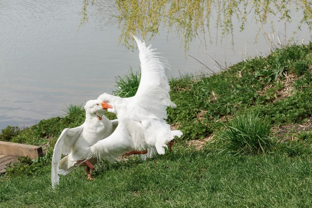 Photograph by Ольга Ляхова