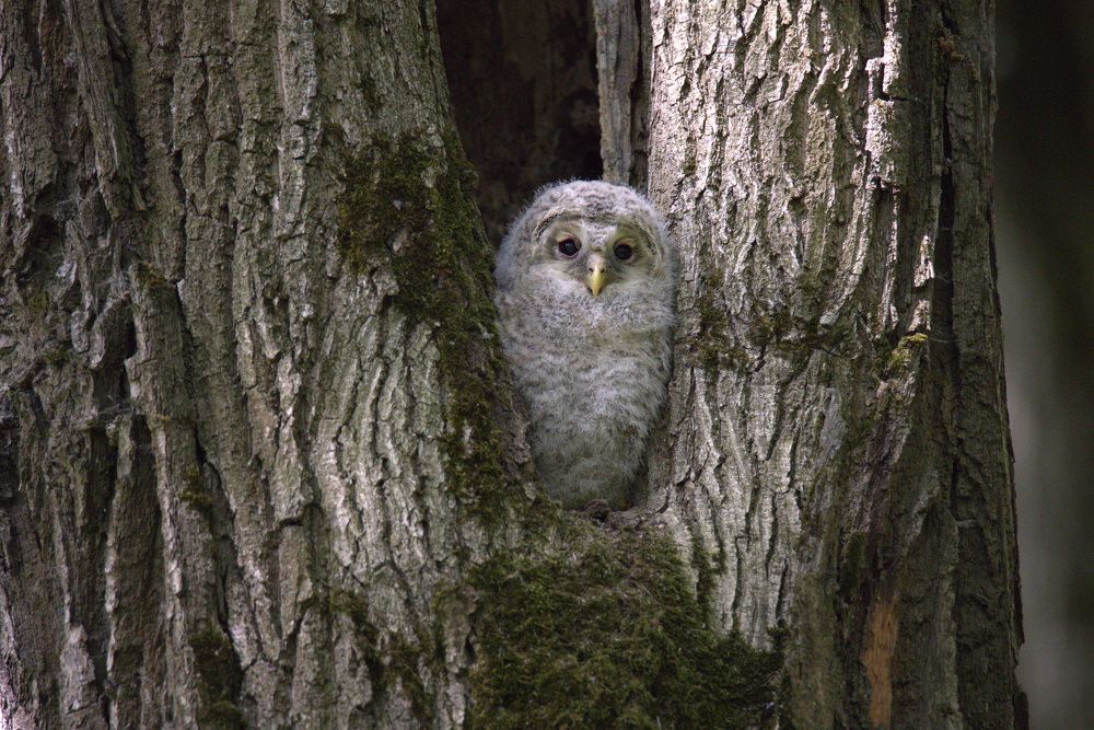 Photograph by Виталий Разуваев