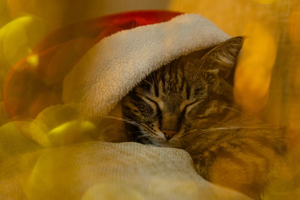 Саймон новогодний