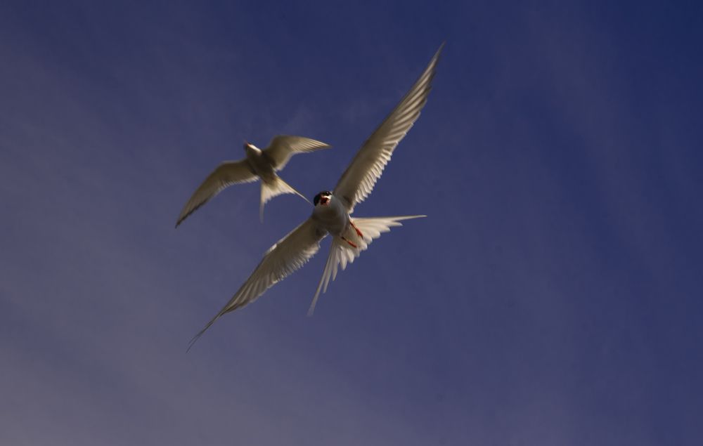 "Пикирующие бомбандировщики"