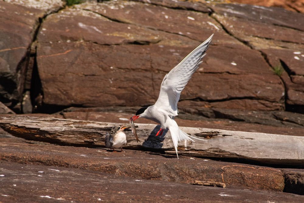 Кушай, малыш.