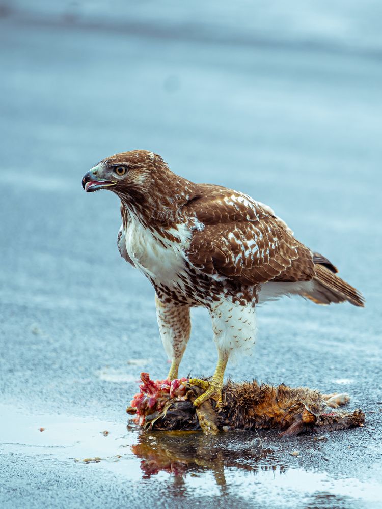 Photograph by Ilir Berisha