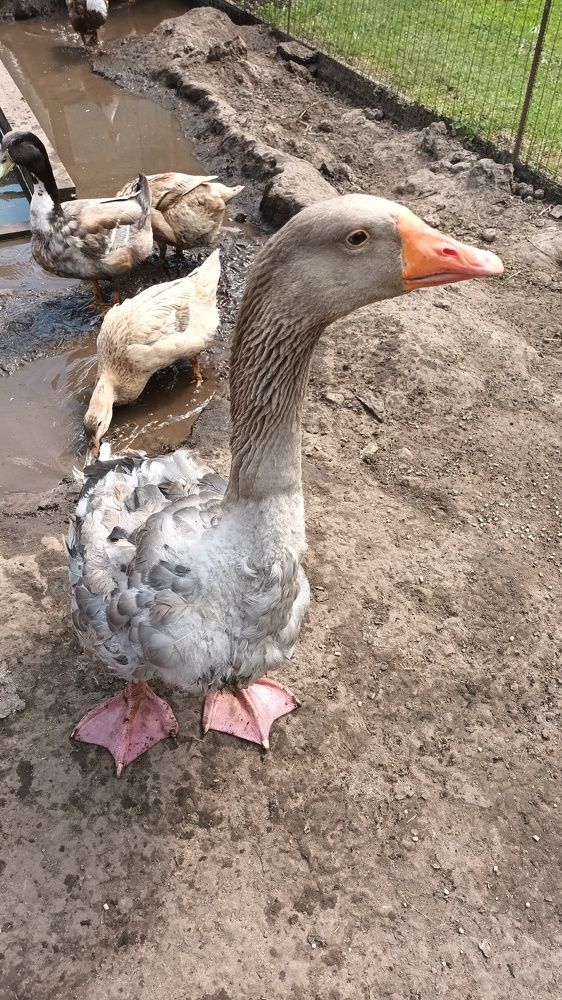 Гусь лапчатый)))