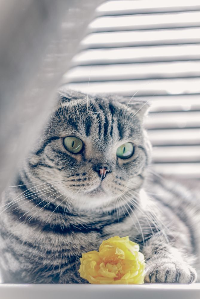 Полосатая безмятежность