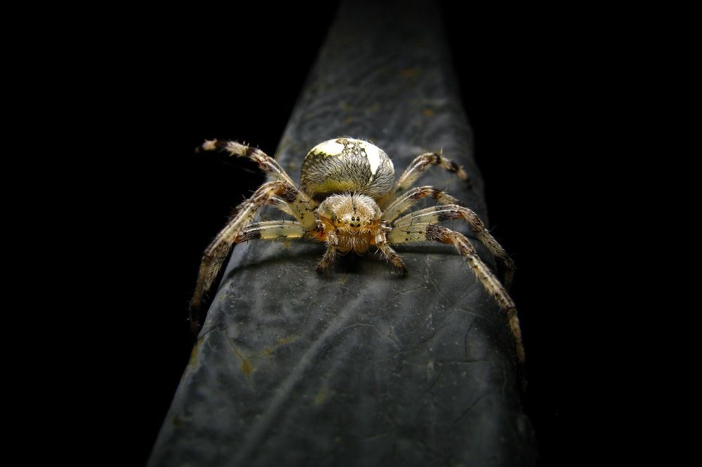 Photograph by Александр Базарный