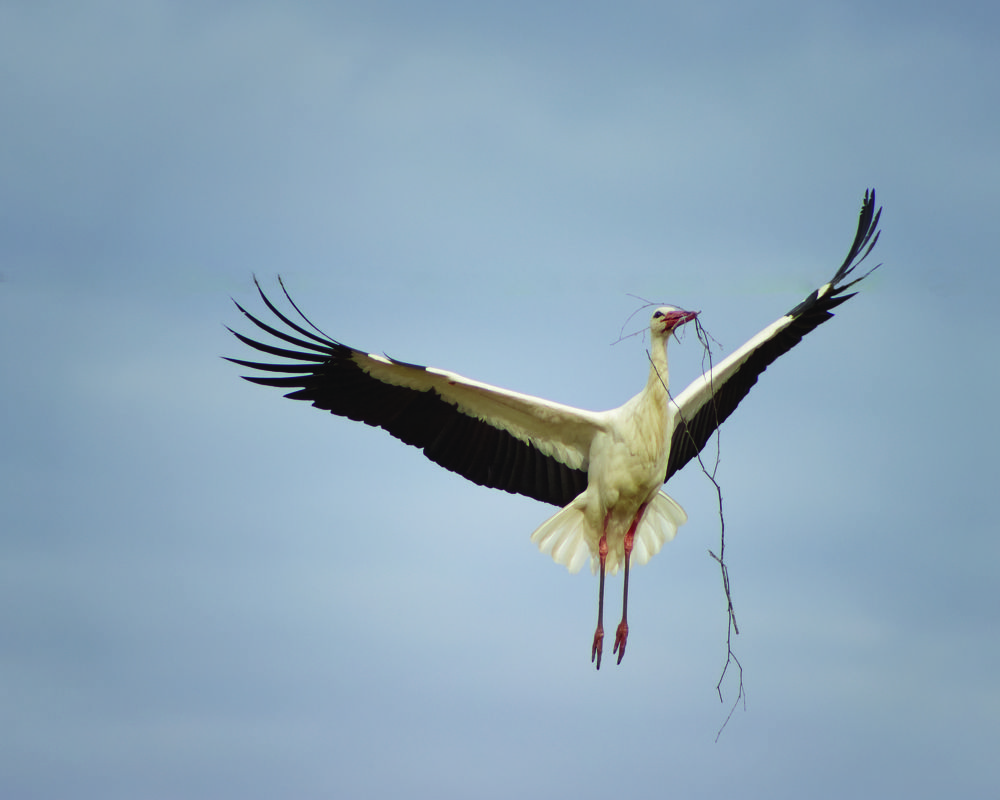 Stork in flight.