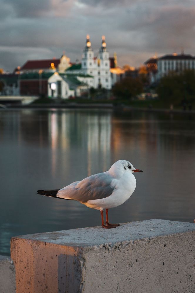 Фотография автора Геннадий Ломеко