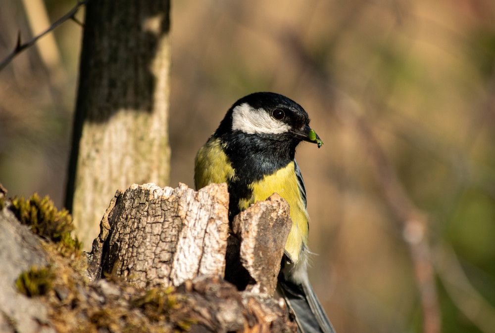 Photograph by Nora Cheprasova