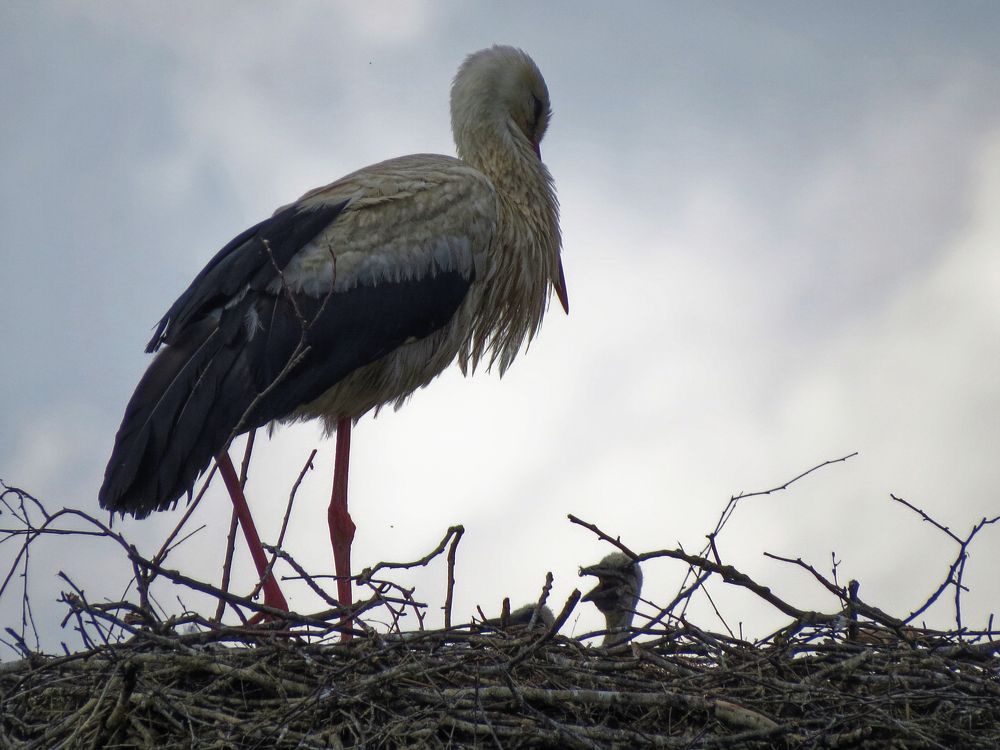 Photograph by Старичков Евгений