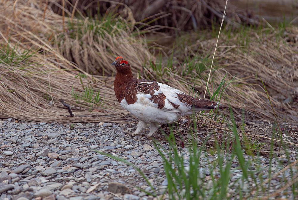 Photograph by Анатолий Буянов