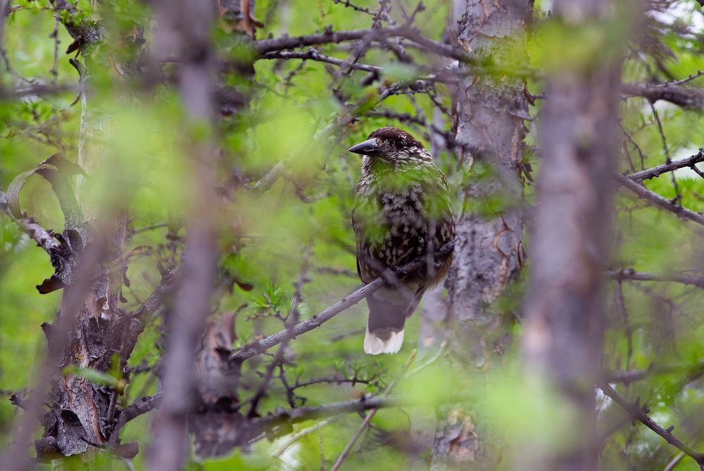 Photograph by Анатолий Буянов