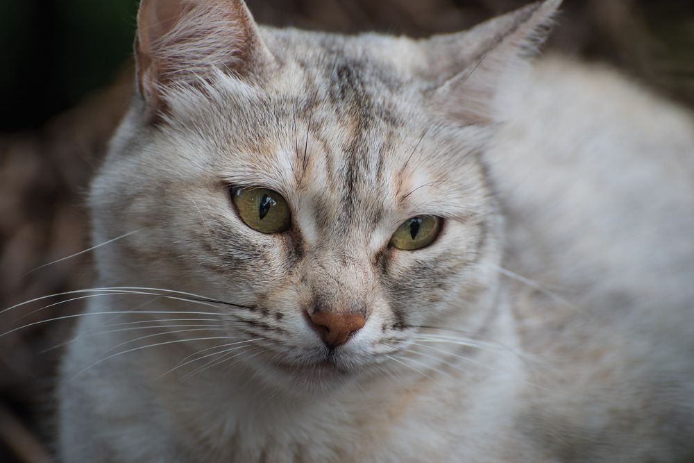 Photograph by Svetlana Milcheva