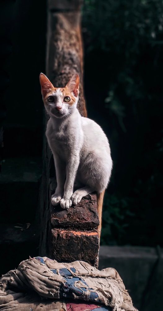 Photograph by Sudipta Sadhukhan