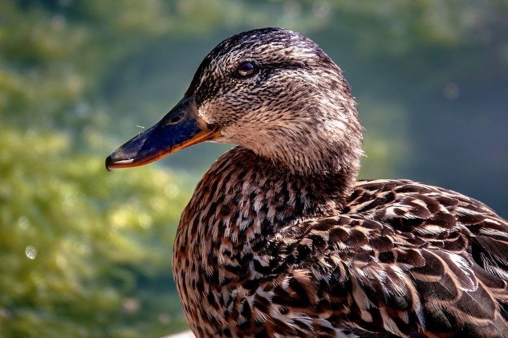 Фотография автора Helena