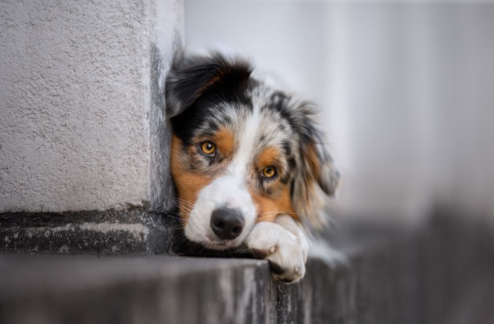 Mister steal your heart