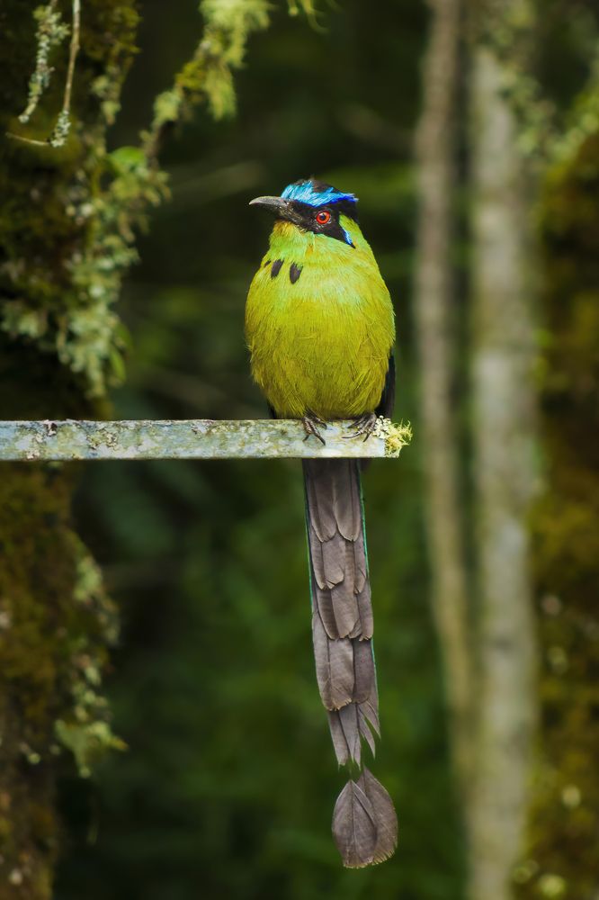 Photograph by Ricardo A. Restrepo L.