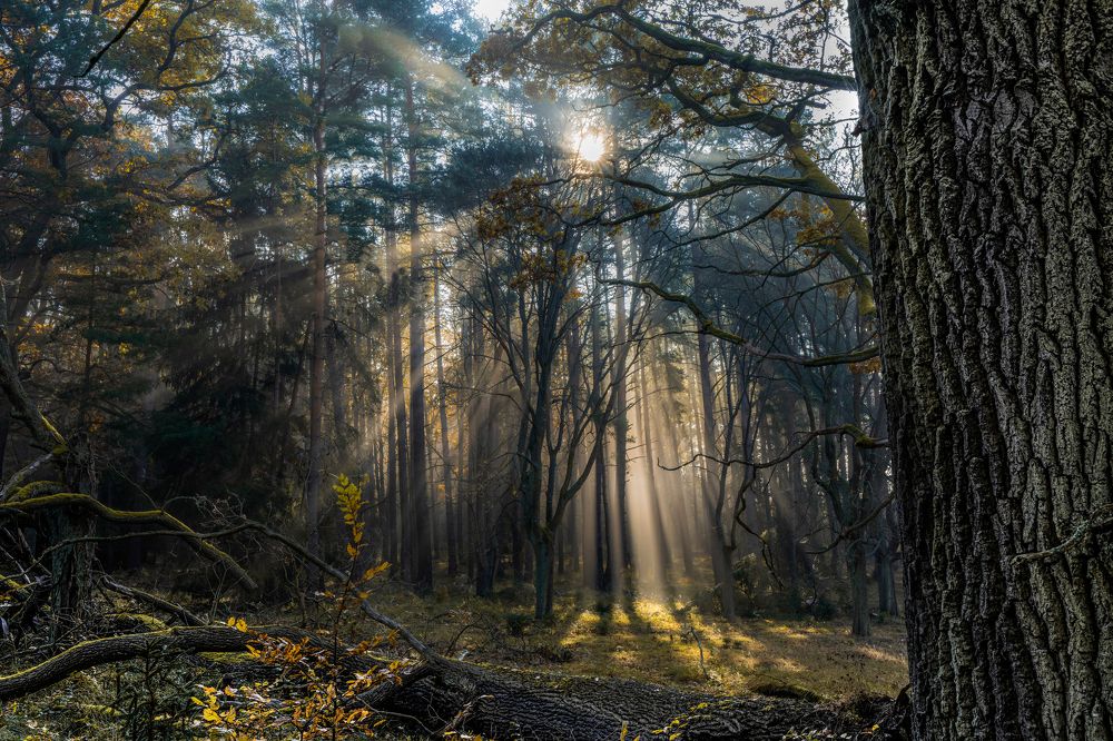 Photograph by Ruzena Bendova