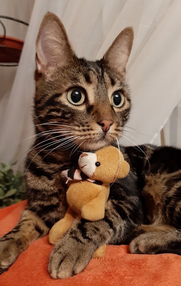 Любимый котофей.