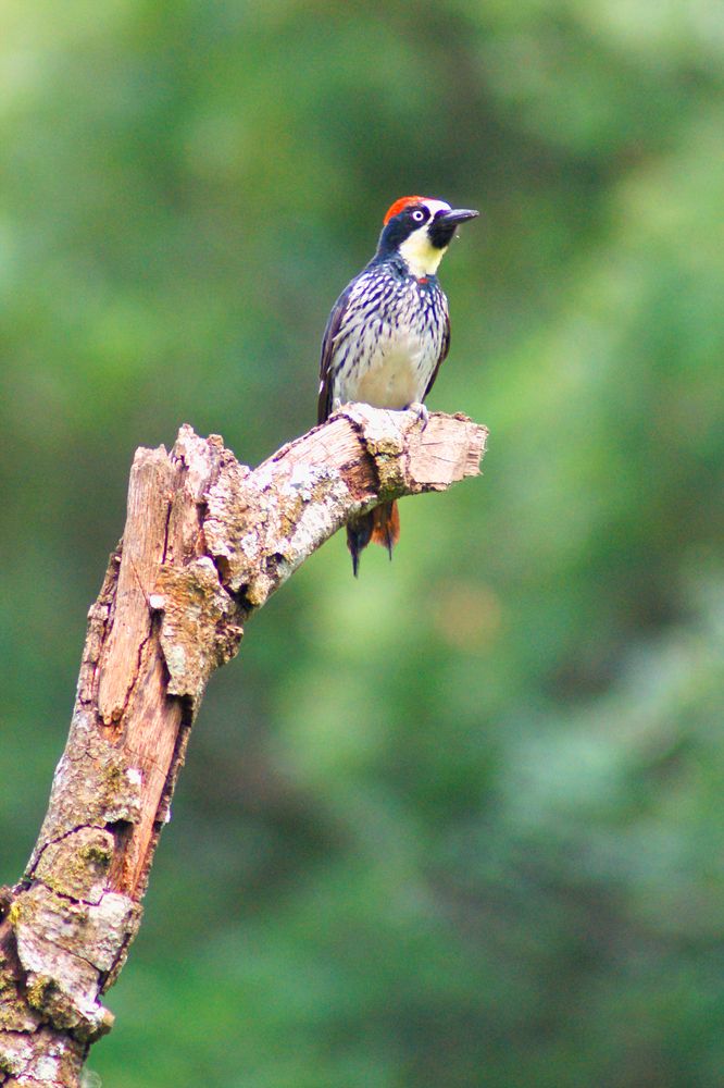 Photograph by Juan José Rodas