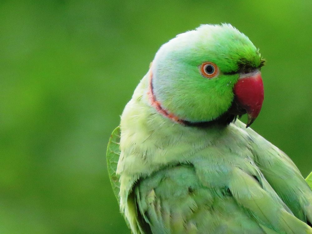 Photograph by suparna ghosh