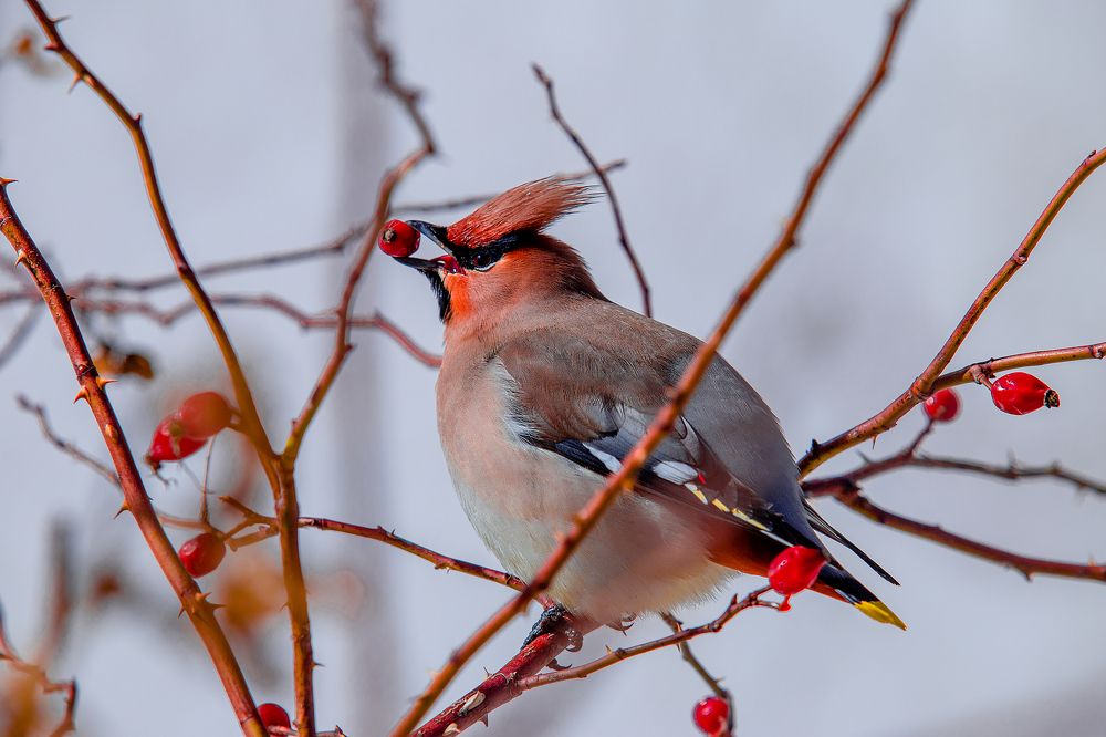 Свиристель.