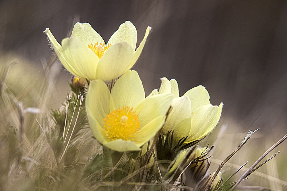 Фотография автора Лариса Корсакова