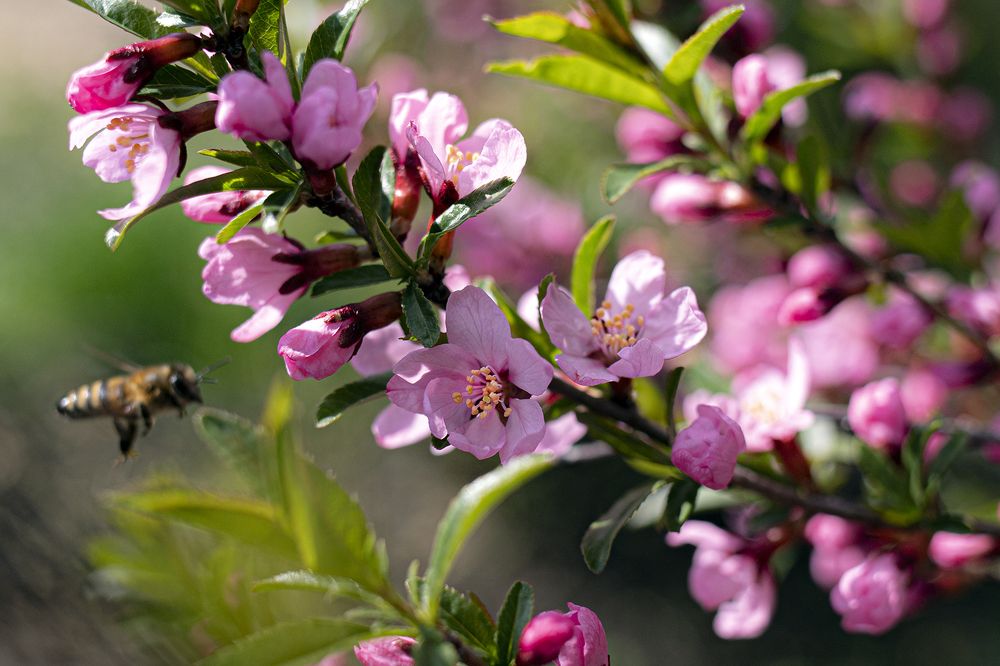 Фотография автора Лариса Корсакова