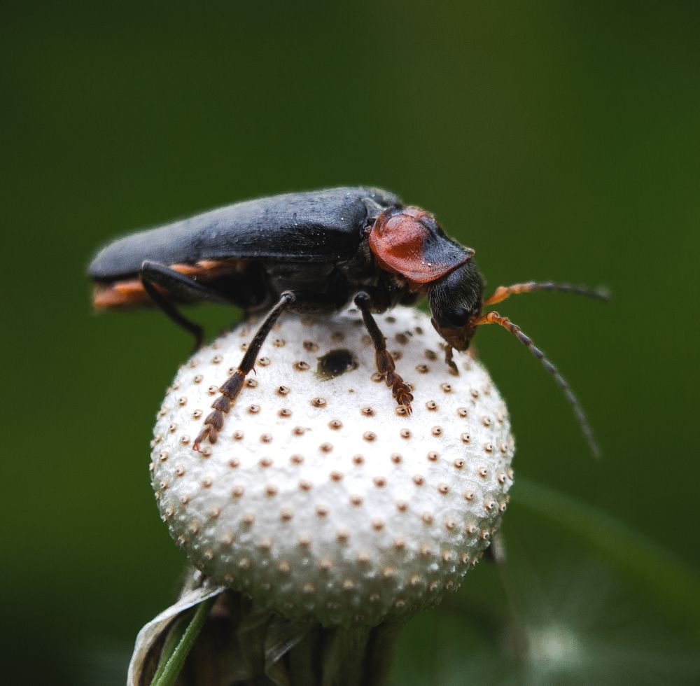 Жук пожарник.
