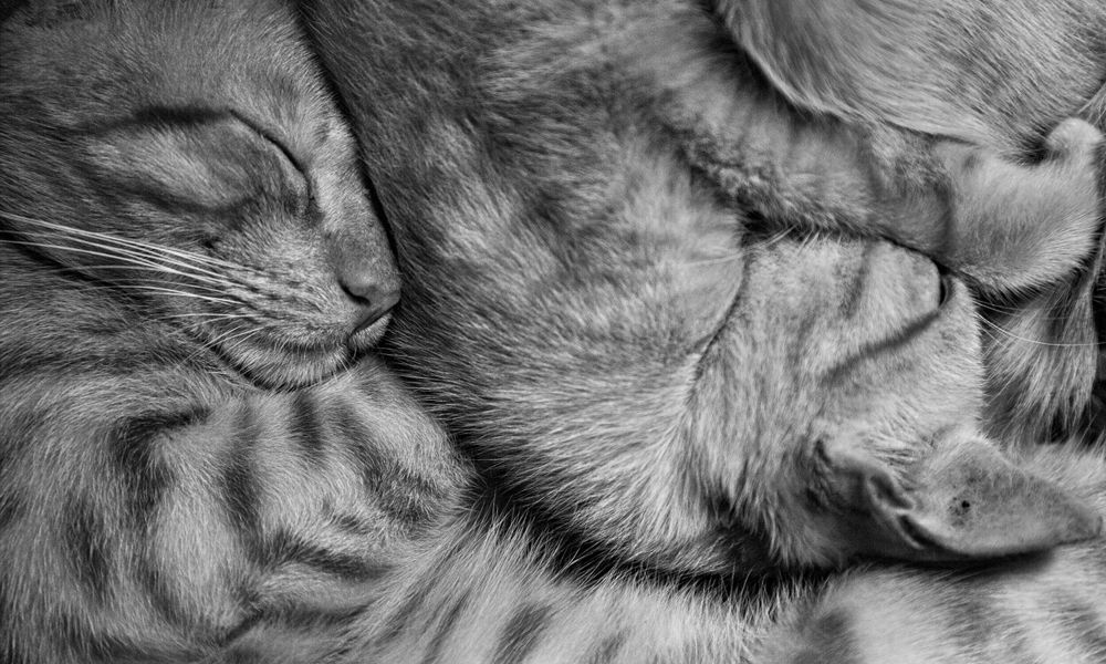 Фотография автора Laddu Sasindu Pramuditha De Silva