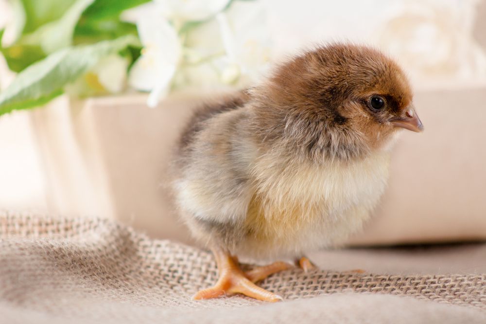 Photograph by Ольга Сергеенко