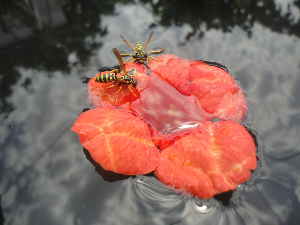 Photograph by Дмитрий Соколов