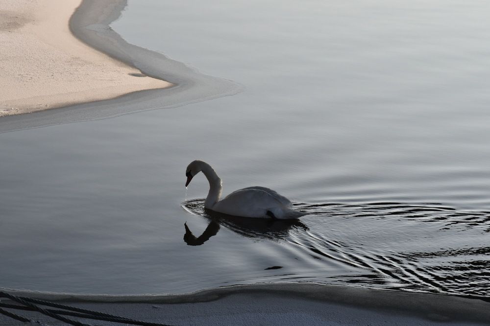 Photograph by Nesterova Svetlana