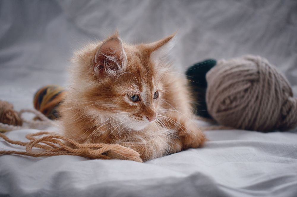 Photograph by Teodora Sarbinska