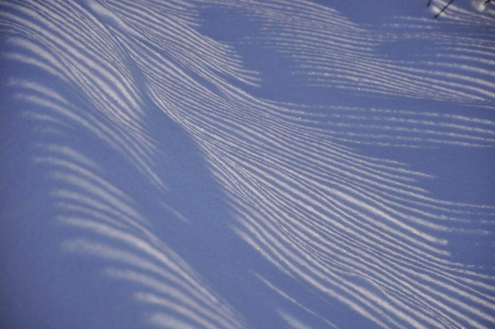 Зебра. Зима.