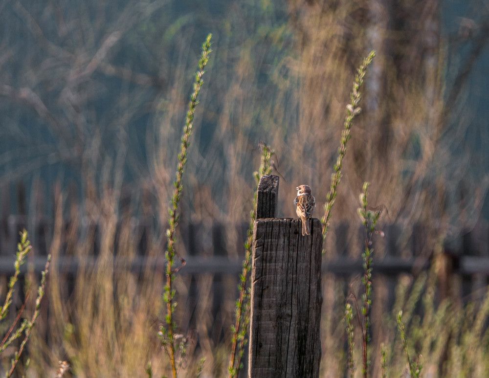 Photo #7668668